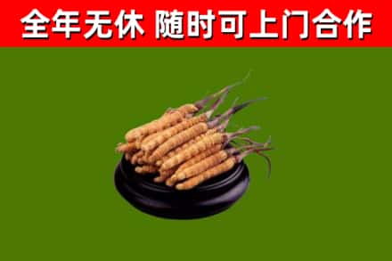 金堂回收冬虫夏草