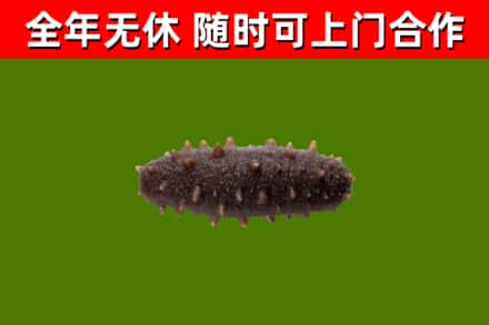 金堂回收海参干